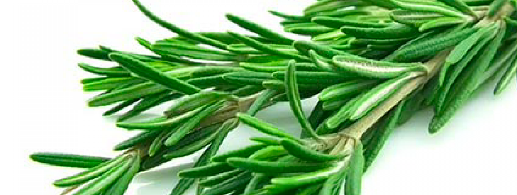 Tıbbi aromatik bitkiler Nedir?